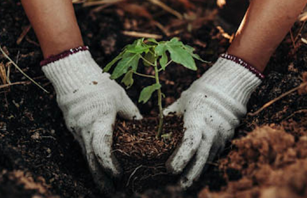 10 Trees Project